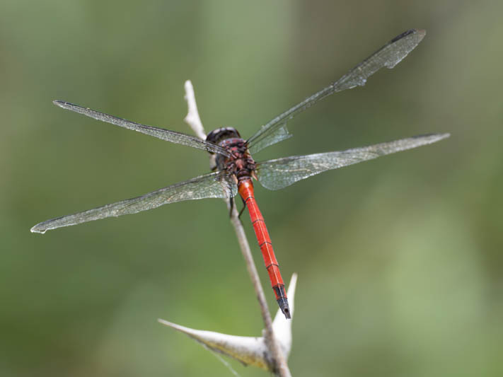 Orthemis levis (Slender Skimmer) male.jpg